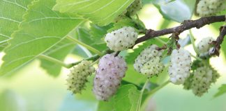 Envie de mulberries ? les mulberries ou mûres blanches, des super fruits étonnants