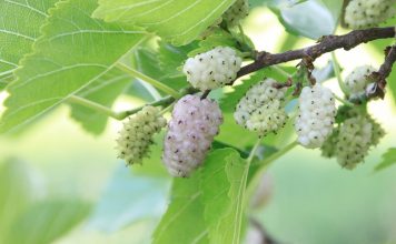 Envie de mulberries ? les mulberries ou mûres blanches, des super fruits étonnants
