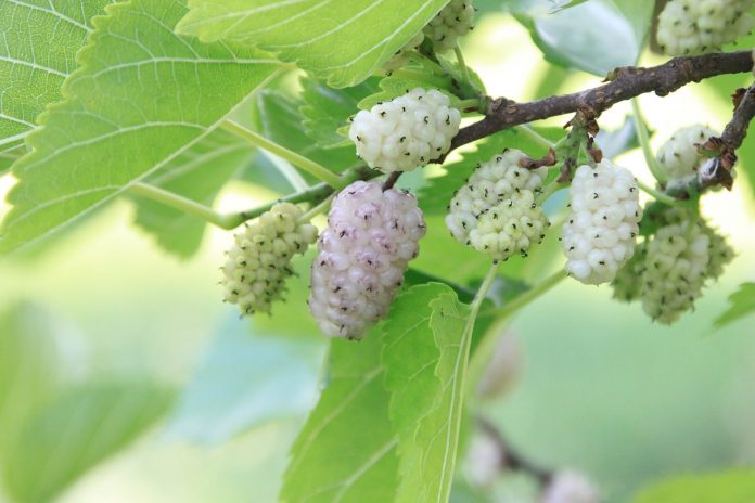 les mulberries ou mûres blanches, des super fruits étonnants