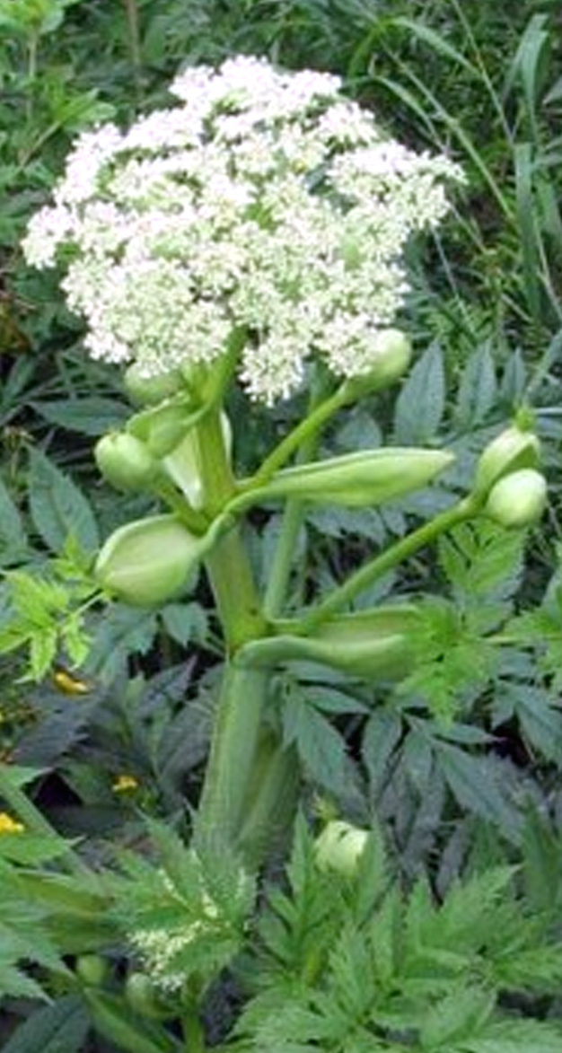 angélique chinoise aphrodisiaque