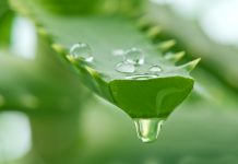La cure de jus d’aloe vera, un arsenal synergique à elle seule Bienfaits du jus d'aloe vera : une cure de santé et de beauté