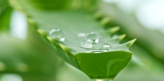 La cure de jus d’aloe vera, un arsenal synergique à elle seule Bienfaits du jus d'aloe vera : une cure de santé et de beauté