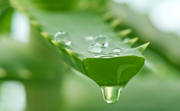 La cure de jus d’aloe vera, un arsenal synergique à elle seule Bienfaits du jus d'aloe vera : une cure de santé et de beauté