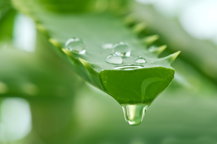 Bienfaits du jus d'aloe vera : une cure de santé et de beauté