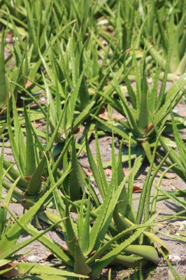 Comment choisir l'aloe vera ? 