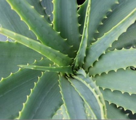 composition de l'aloe vera