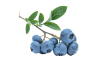 Protéger la vue et lutter contre l’oxydation grâce au bleuet et à la myrtille blueberries ou myrtilles anti-âge et protectrices des yeux