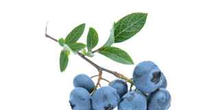 Protéger la vue et lutter contre l’oxydation grâce au bleuet et à la myrtille blueberries ou myrtilles anti-âge et protectrices des yeux