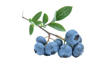 Protéger la vue et lutter contre l’oxydation grâce au bleuet et à la myrtille blueberries ou myrtilles anti-âge et protectrices des yeux
