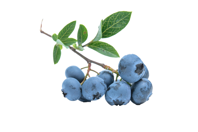 blueberries ou myrtilles anti-âge et protectrices des yeux