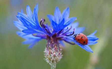 bleuet bienfaits pour la santé