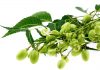 Le neem, un arbre pharmacien azadirachta indica ou neem : vertus et utilisations