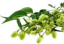 Le neem, un arbre pharmacien azadirachta indica ou neem : vertus et utilisations