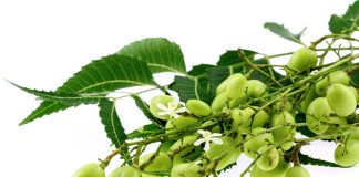 Le neem, un arbre pharmacien azadirachta indica ou neem : vertus et utilisations