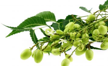 Le neem, un arbre pharmacien azadirachta indica ou neem : vertus et utilisations