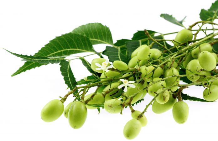 azadirachta indica ou neem : vertus et utilisations