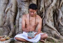 Le Brahmi, la plante des dieux bacopa monnieri brahmi fonctions cognitives tradition védique