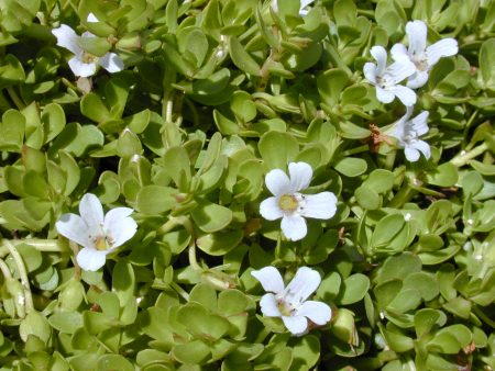 bacopa monnieri brahmi fonctions cognitives tradition védique