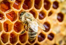 La plus puissante des propolis est rouge La plus puissante des propolis est rouge