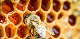 La plus puissante des propolis est rouge La plus puissante des propolis est rouge