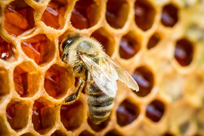 La plus puissante des propolis est rouge