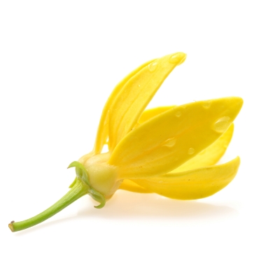 huile essentielle d'ylang-ylang hypotensive, aphrodisiaque