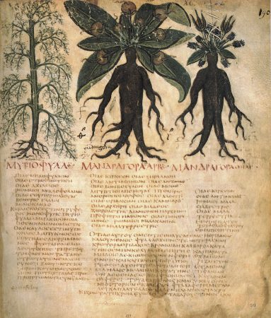 Manuscrits de formules d'élixirs de plantes 