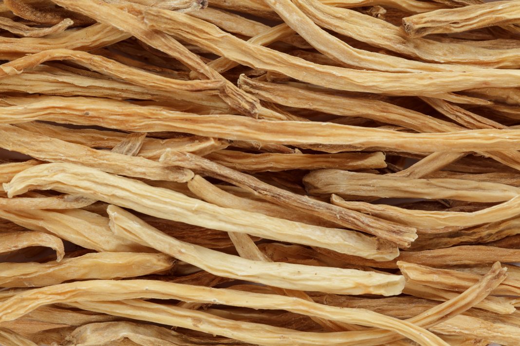 Shatavari plante des femmes : fécondité, grossesse, ménopause, fausse couche, syndrome prémenstruel...