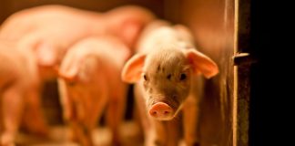 L’incroyable destin de Groom la truie sauver les animaux d'élevage de la maltraitance et de l'abattoir