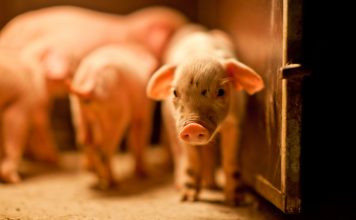 L’incroyable destin de Groom la truie sauver les animaux d'élevage de la maltraitance et de l'abattoir