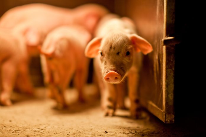 sauver les animaux d'élevage de la maltraitance et de l'abattoir