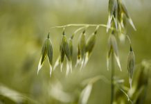 L’avoine, un remède reconverti en aliment Les bienfaits de l'avoine : céréale et phytothérapique