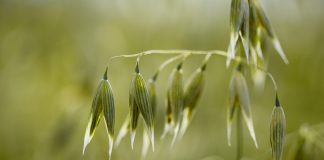L’avoine, un remède reconverti en aliment Les bienfaits de l'avoine : céréale et phytothérapique