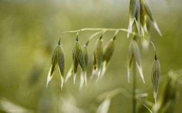 L’avoine, un remède reconverti en aliment Les bienfaits de l'avoine : céréale et phytothérapique
