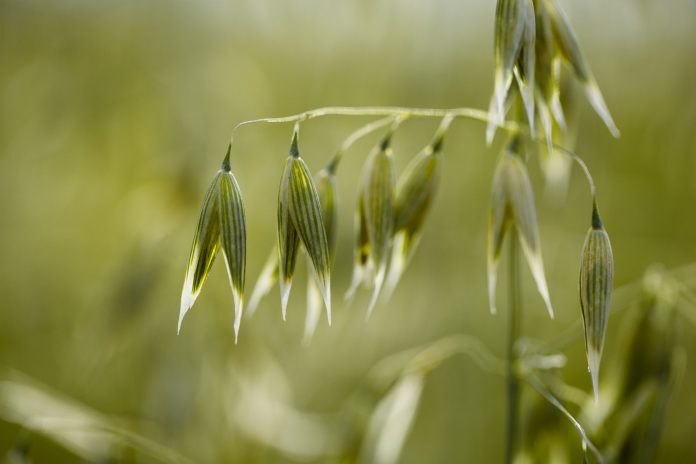 Les bienfaits de l'avoine : céréale et phytothérapique