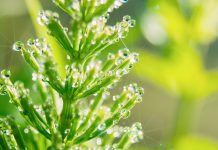 La prêle, comme vous ne l’avez jamais connue A quoi sert la prêle ? Quelles sont ses vertus ? Une source naturelle de silice exceptionnelle