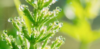 La prêle, comme vous ne l’avez jamais connue A quoi sert la prêle ? Quelles sont ses vertus ? Une source naturelle de silice exceptionnelle