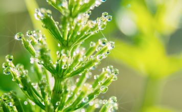 La prêle, comme vous ne l’avez jamais connue A quoi sert la prêle ? Quelles sont ses vertus ? Une source naturelle de silice exceptionnelle