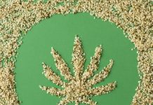 Le « grain royal » du chanvre Graines de chanvre bio