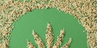 Le « grain royal » du chanvre Graines de chanvre bio