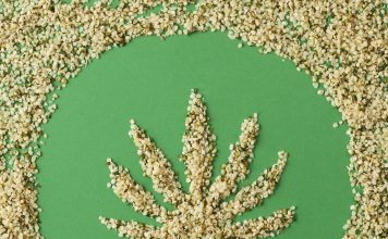 Le « grain royal » du chanvre Graines de chanvre bio