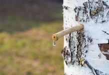 La sève de bouleau, une cure de saison La cure de sève de bouleau pour la détox du printemps