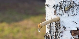 La sève de bouleau, une cure de saison La cure de sève de bouleau pour la détox du printemps