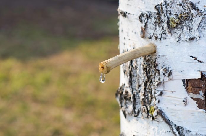 La cure de sève de bouleau pour la détox du printemps