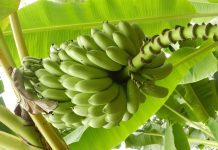 Alerte à la banane Les bananes bio sont-elles traitées ?