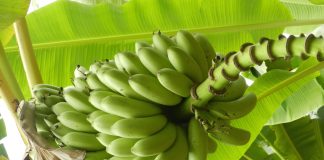 Alerte à la banane Les bananes bio sont-elles traitées ?