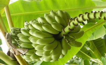 Alerte à la banane Les bananes bio sont-elles traitées ?