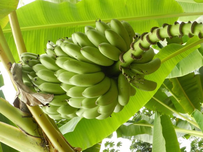 Les bananes bio sont-elles traitées ?