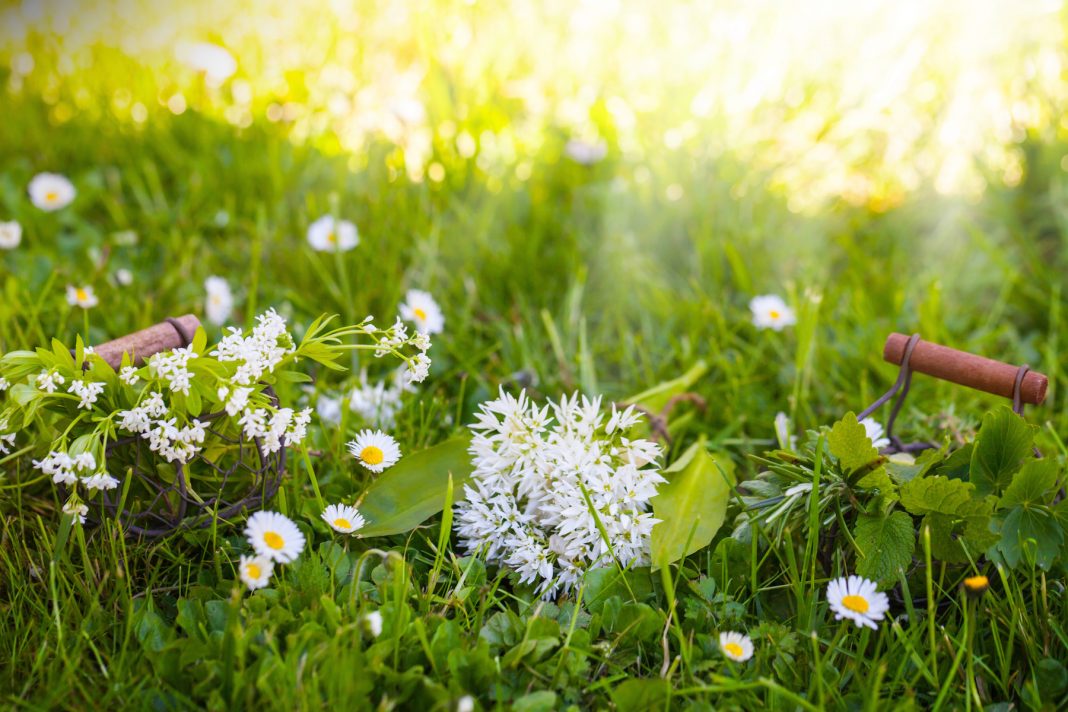 Cueillette des plantes sauvages médicinales et aromatiques Cueillette des plantes sauvages médicinales et aromatiques