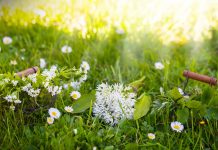 La cueillette des plantes sauvages médicinales Cueillette des plantes sauvages médicinales et aromatiques